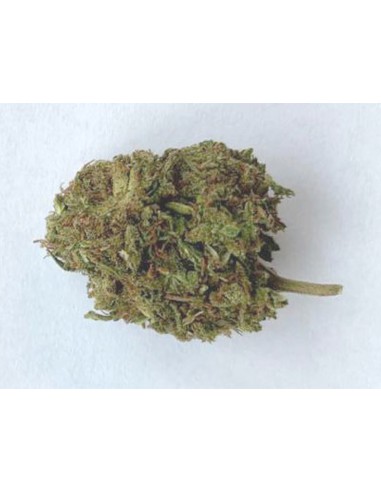 Fleurs de CBD - Runtz - différents grammages