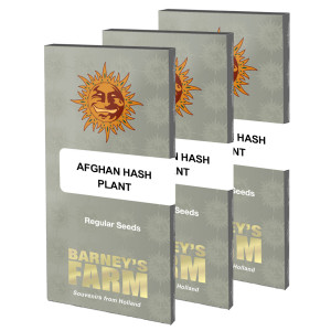 BARNEY'S FARM - Graines régulières Afghan Hash Plant - 10 graines