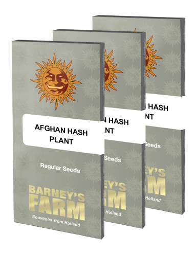 BARNEY'S FARM - Graines régulières Afghan Hash Plant - 10 graines
