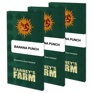 BARNEY'S FARM - Graines féminisées Banana Punch