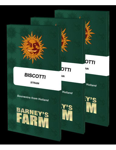 BARNEY'S FARM - Graines féminisées Biscotti