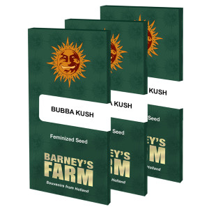 BARNEY'S FARM - Graines féminisées Bubba Kush