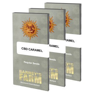 BARNEY'S FARM - Graines régulières CBD Caramel - 10 graines