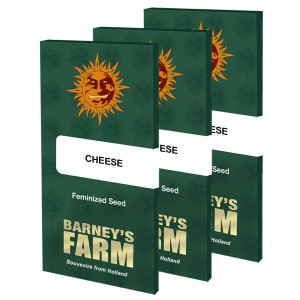 BARNEY'S FARM - Graines féminisées Cheese