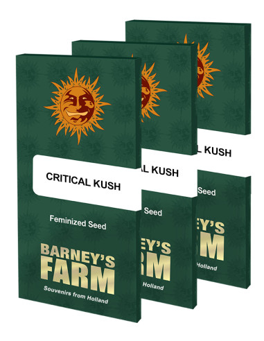 BARNEY'S FARM - Graines féminisées Critical Kush