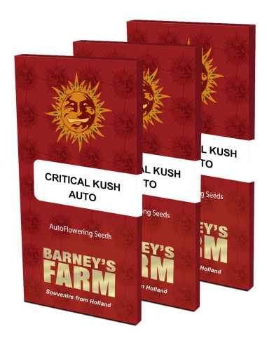 BARNEY'S FARM - Graines féminisées Critical Kush Auto