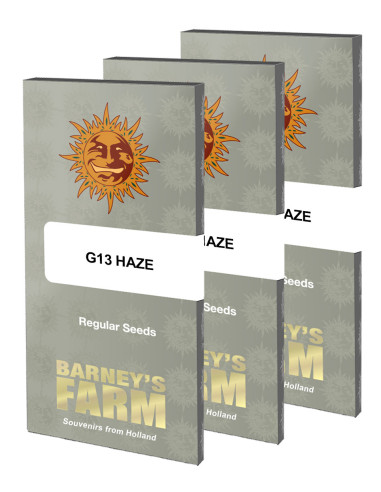 BARNEY'S FARM - Graines régulières G13 Haze - 10 graines