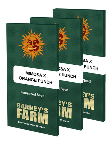 BARNEY'S FARM - Graines féminisées Mimosa x Orange Punch
