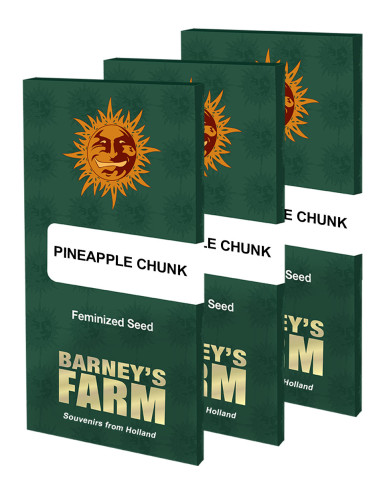 BARNEY'S FARM - Graines féminisées Pineapple Chunk