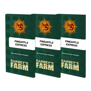 BARNEY'S FARM - Graines féminisées Pineapple Express