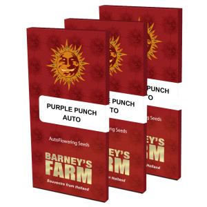 BARNEY'S FARM - Graines féminisées Purple Punch Auto