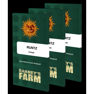 BARNEY'S FARM - Graines féminisées Runtz