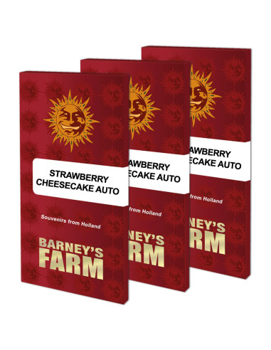 BARNEY'S FARM - Graines féminisées Strawberry Cheesecake Auto