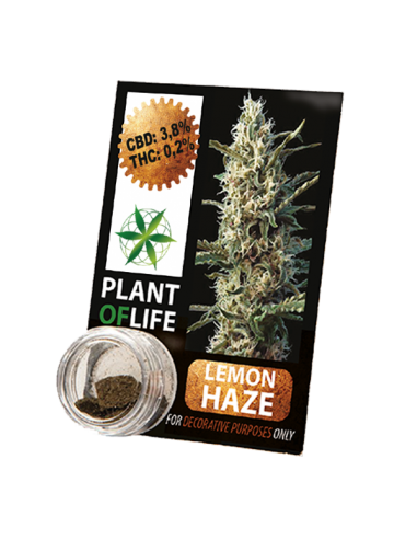 PLANT OF LIFE - Compress Lemon Haze - 3.8% CBD - 1g