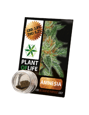 PLANT OF LIFE - Compress Amnesia Haze - 3.8% CBD - 1g