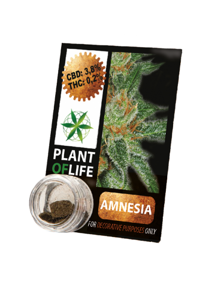 PLANT OF LIFE - Compress Amnesia Haze - 3.8% CBD - 1g