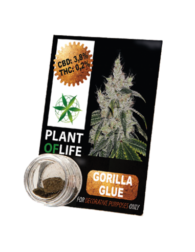 PLANT OF LIFE - Compress Gorilla Glue - 3.8% CBD - 1g