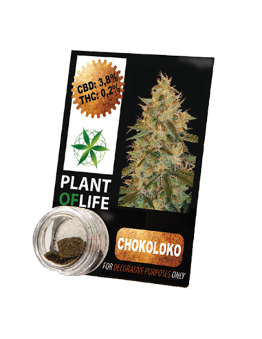 PLANT OF LIFE - Compress Chocoloco - 3.8% CBD - 1g
