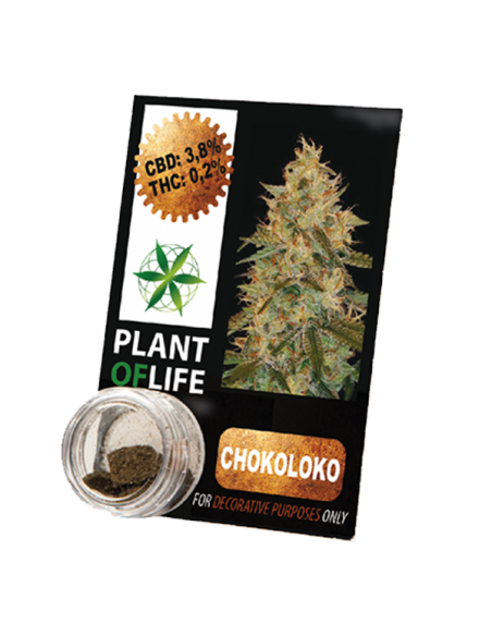 PLANT OF LIFE - Compress Chocoloco - 3.8% CBD - 1g
